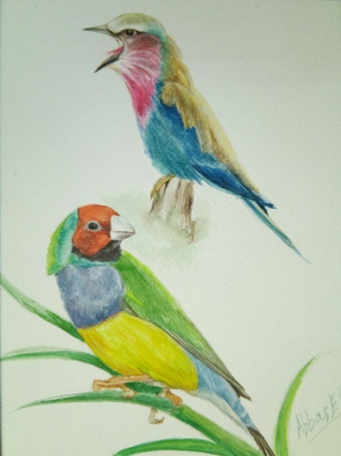 Multi-coloured birds in song