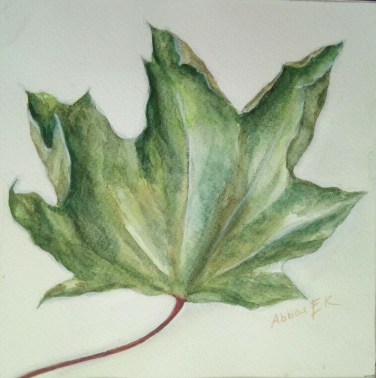 Nature study of a maple leaf