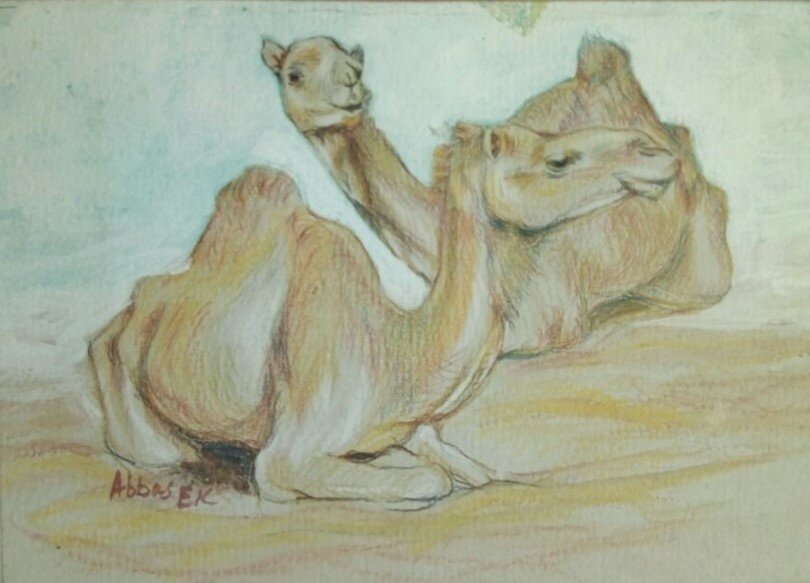 Crayon pencil study of two squatting camels